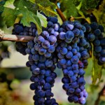 Merlot Grapes HDR