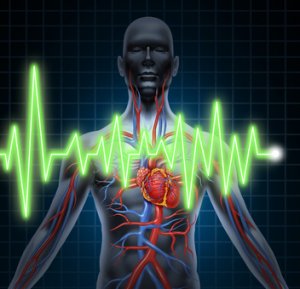 cardiovascular-system