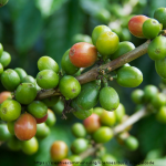 does green coffee bean extract work