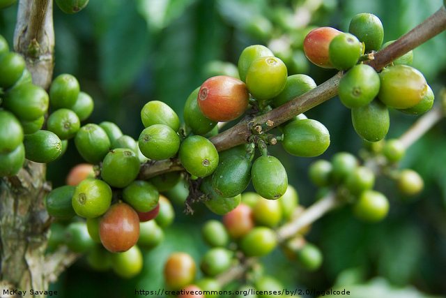 does green coffee bean extract work