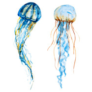 jellyfish memory supplement