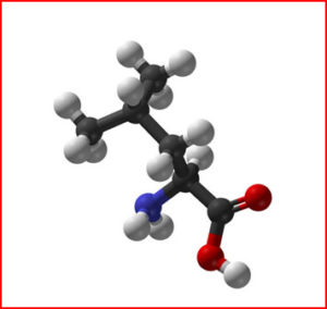 leucine