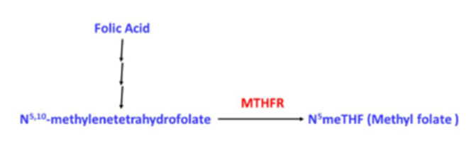 methylated b folic acid