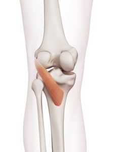 inner knee pain popliteus