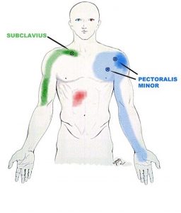 biceps pain subclavius muscle