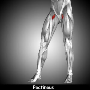 pectineus muscle