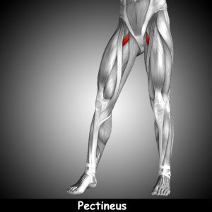 groin pain relief pectineus