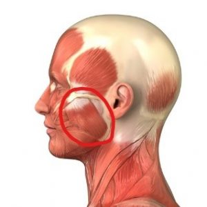 Masseter Muscle