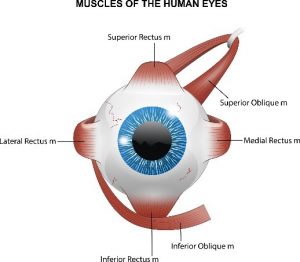 eye muscles