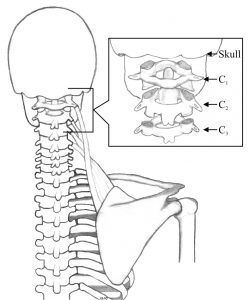 Levator Scapulae Muscle