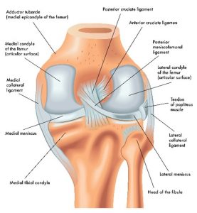 Knee Joint